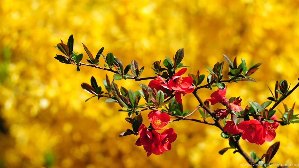 Beautiful Flowers Images