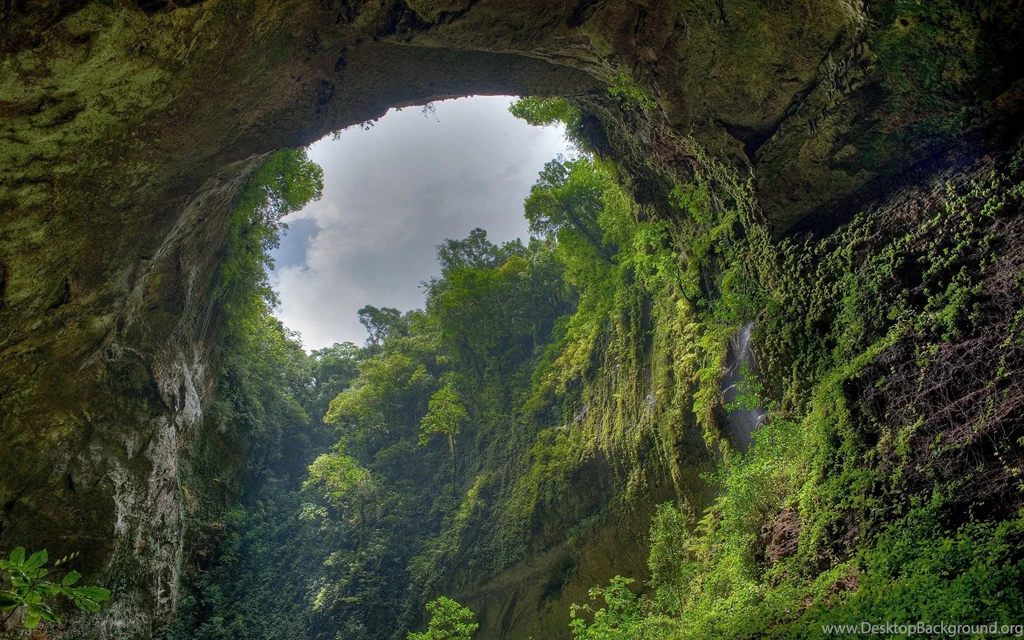Rainforest Wallpapers