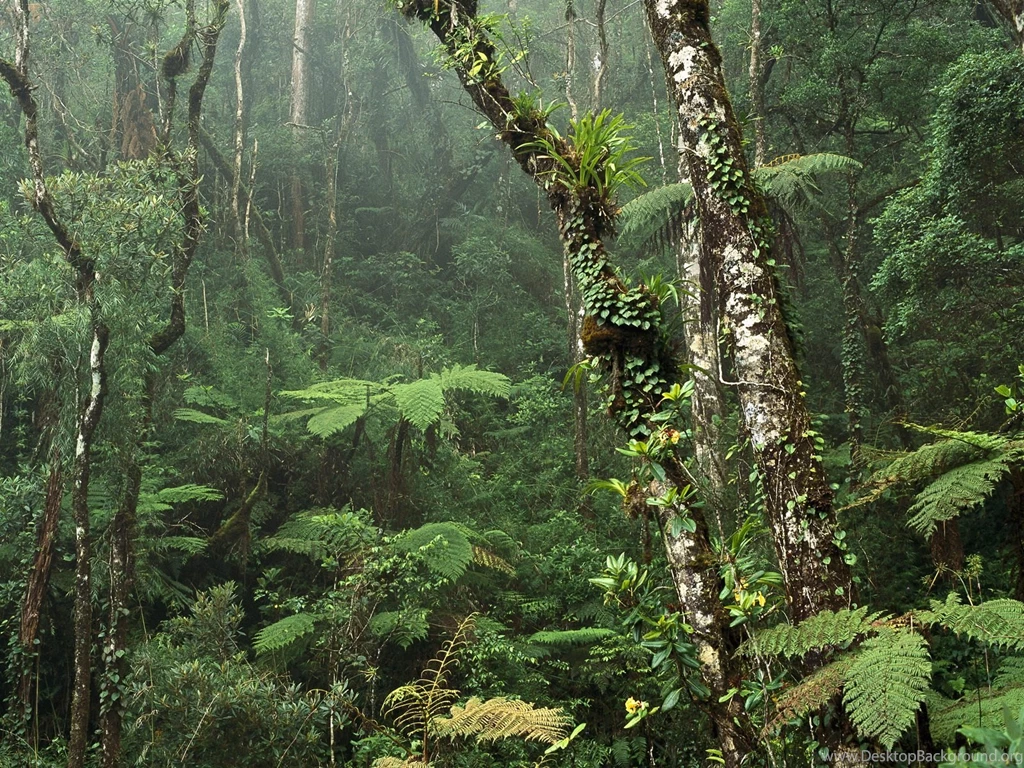 Montane Rainforest Wallpapers