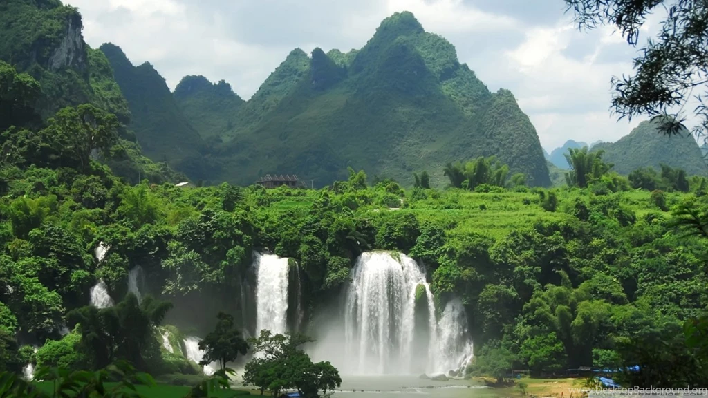 Tropical Rainforest Wallpaper.