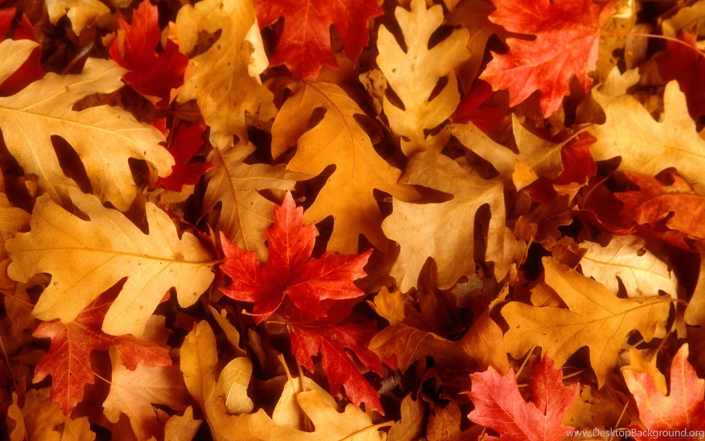 Fall Leaf Wallpapers Collections 11044 Amazing Wallpaperz