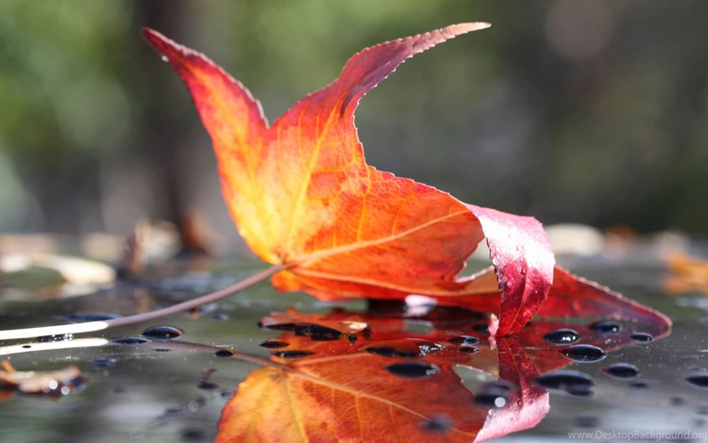 Fall Leaf