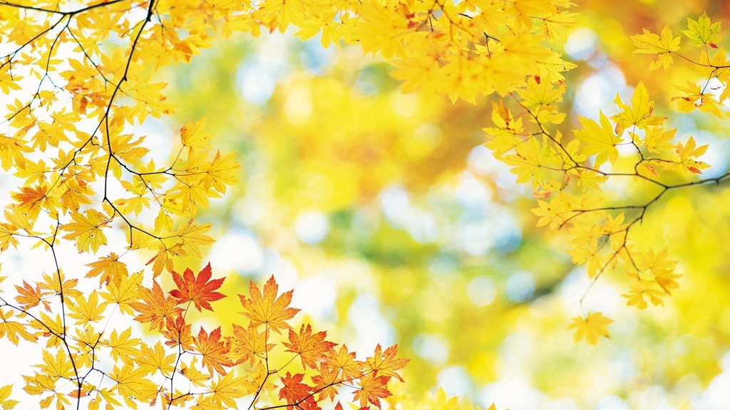 Fall Leaves Desktop Wallpapers 1278 1920x1080 UMad.com