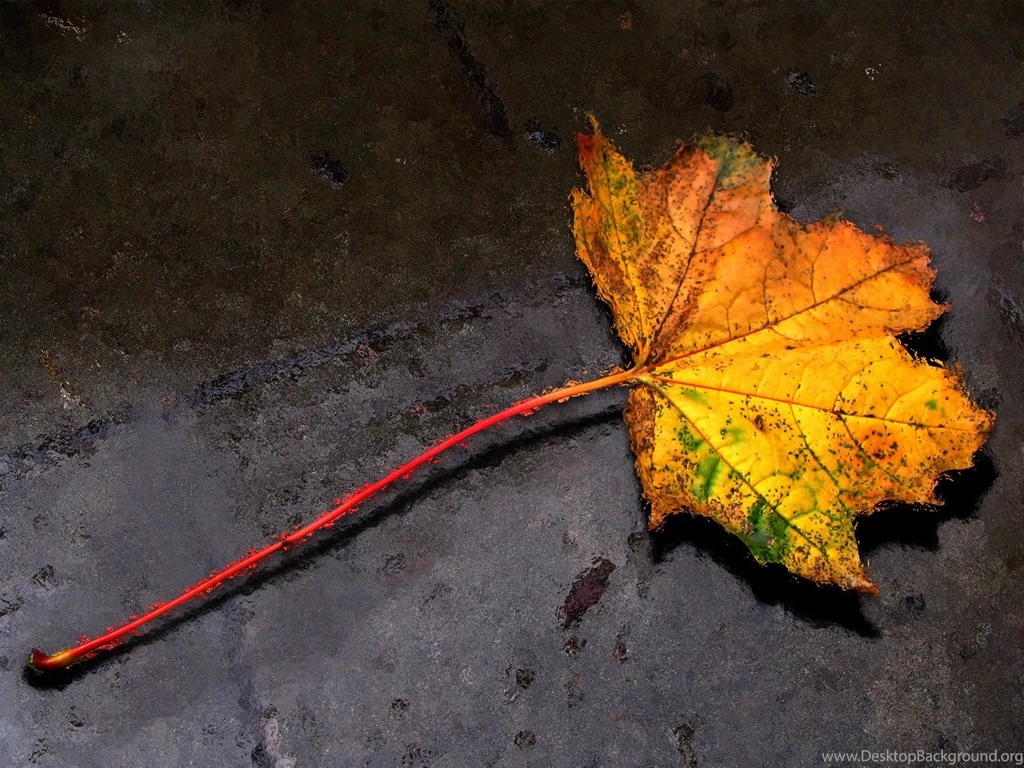 Fall Leaf Autumn Leaf7 Fan 1600x1200px