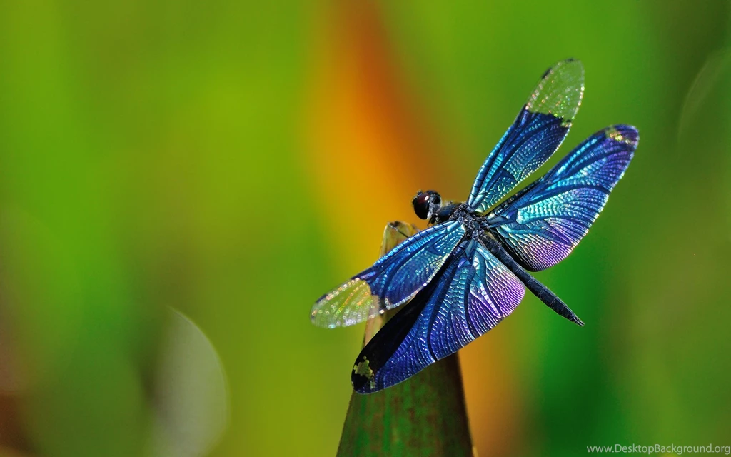 Dragonfly Wallpapers Collection (45+)