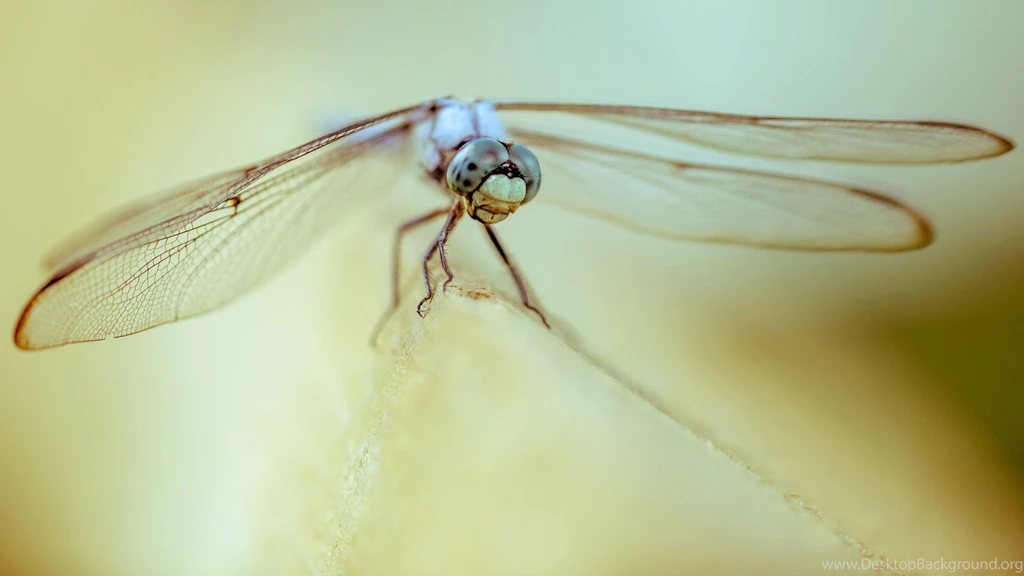 32 Fantastic HD Dragonfly Wallpapers HDWallSource.com