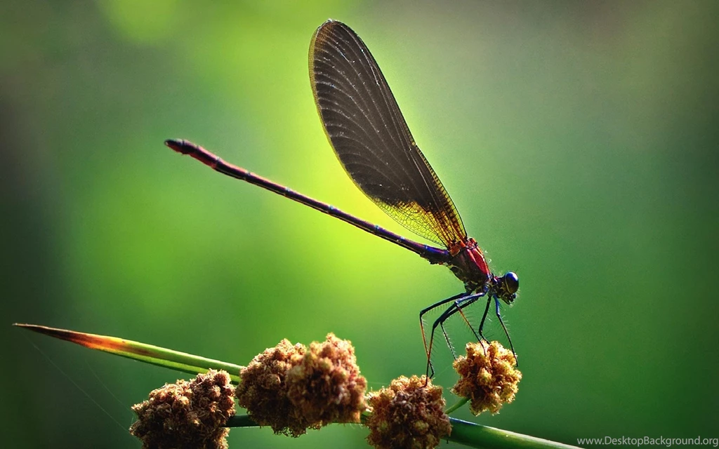 Animal HD Wallpapers