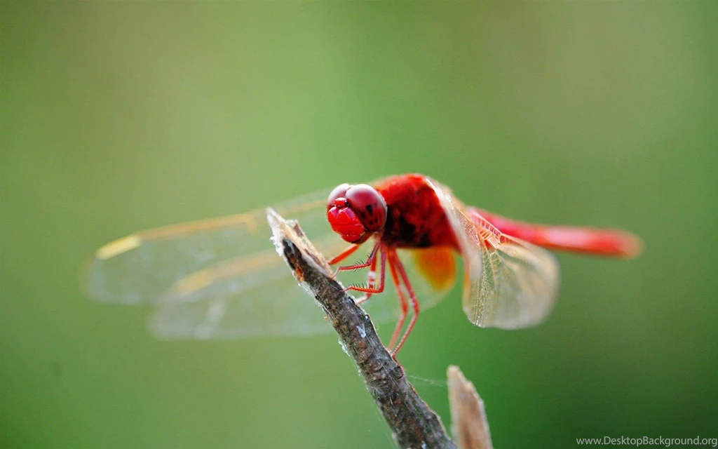 A Romantic Red Dragonfly High definition Photography Wallpapers 11 ...