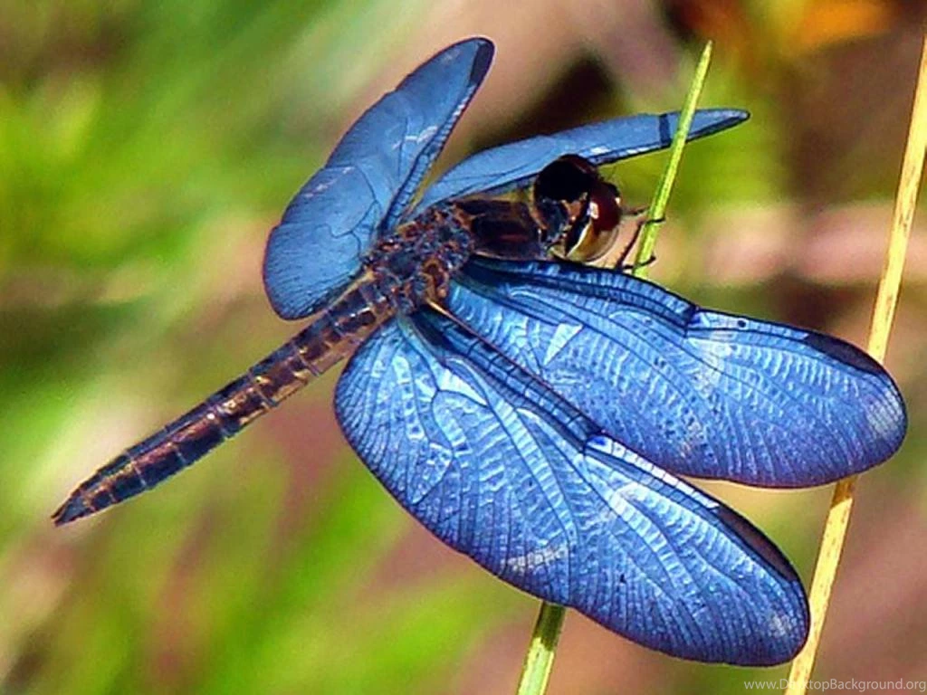 Dragonfly Wallpapers