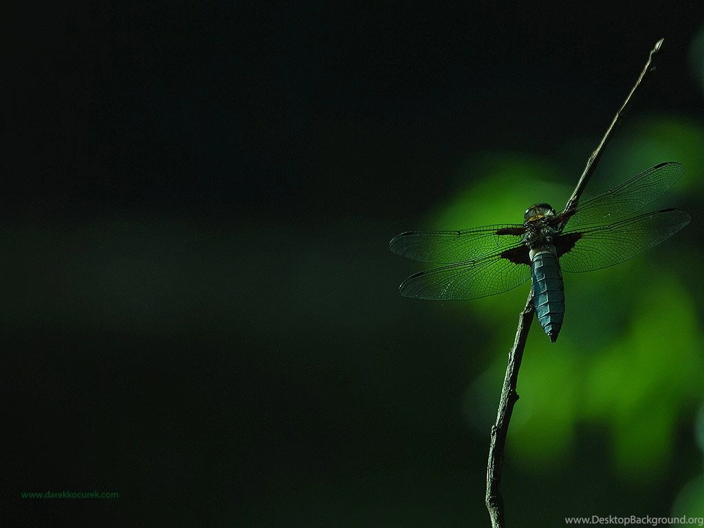 Wallpapers In Darek Kocurek Gallery