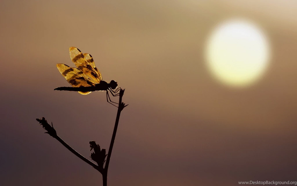 Dragonfly Silhouette Sunset