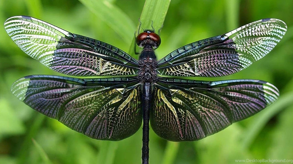 Dragonfly Computer Wallpapers, Desktop Backgrounds