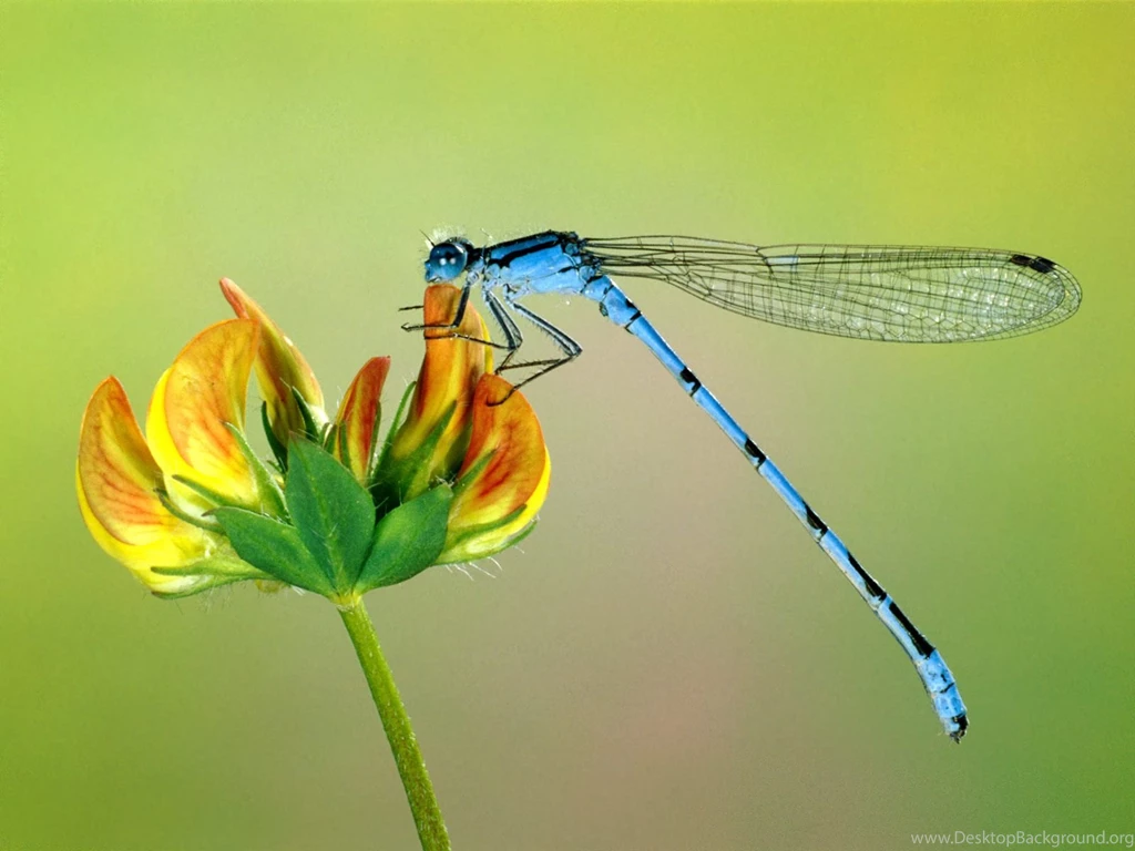 HD Dragon Fly Wallpapers
