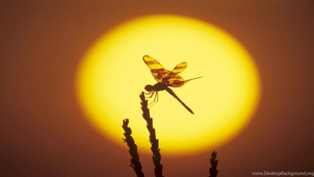 Dragon Fly Wallpapers   Wallpapers Cave