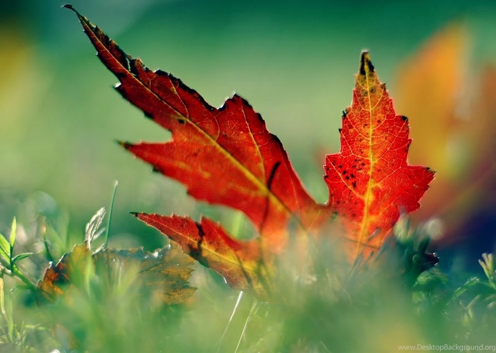 Leaves Desktop Wallpapers