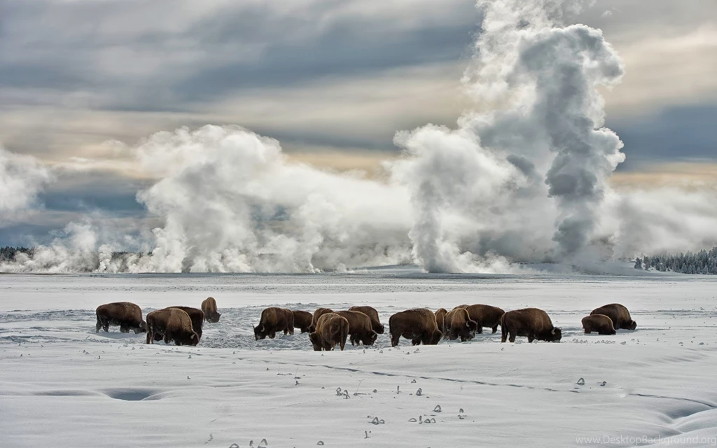 9 Yellowstone National Park HD Wallpapers