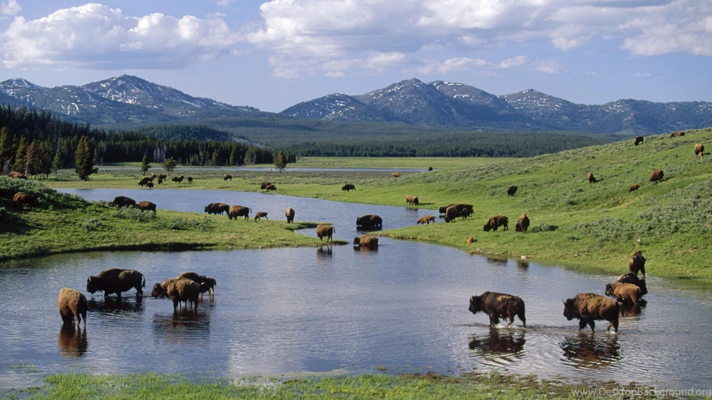 American Wyoming Yellowstone National Park Bison Wallpapers ...