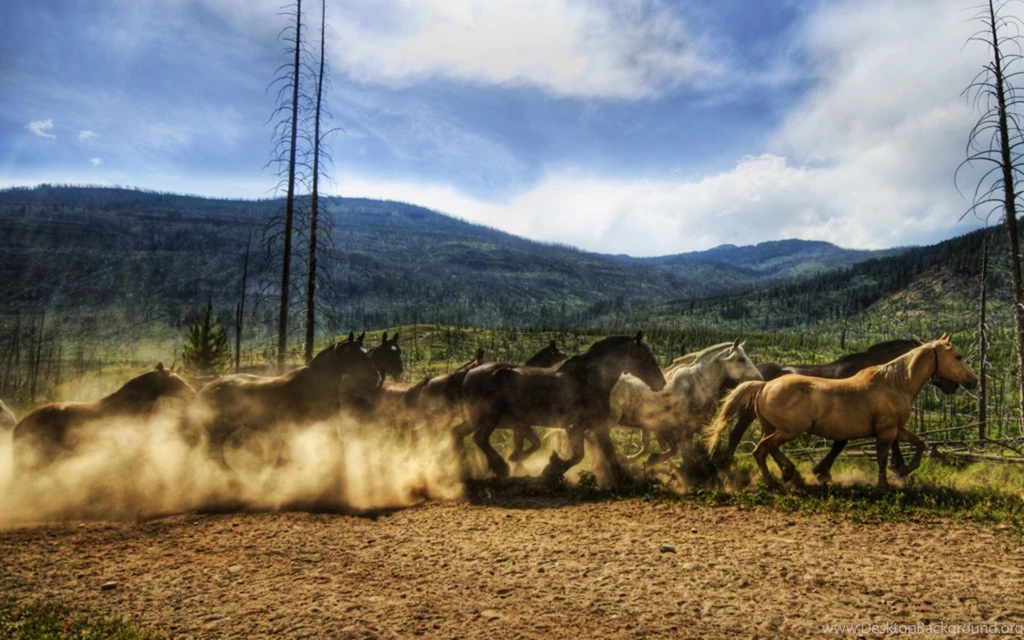 Yellowstone Park Horse   HD Wallpapers Widescreen   1920x1200