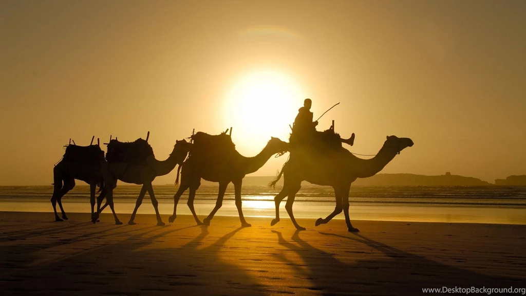 Good Camel Wallpapers