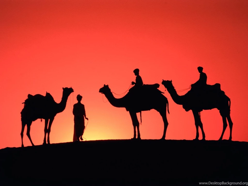 Good Camel Wallpapers
