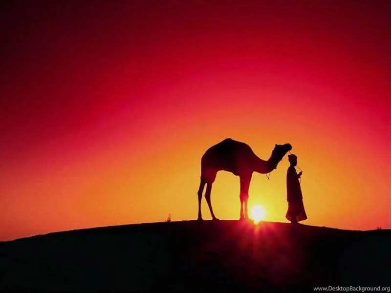 Free Camel Wallpapers Animals Town