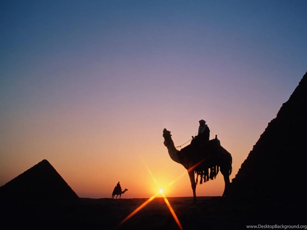 Camel Wallpapers