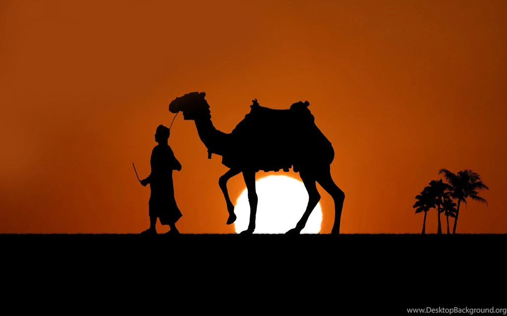 Camel Wallpapers HD