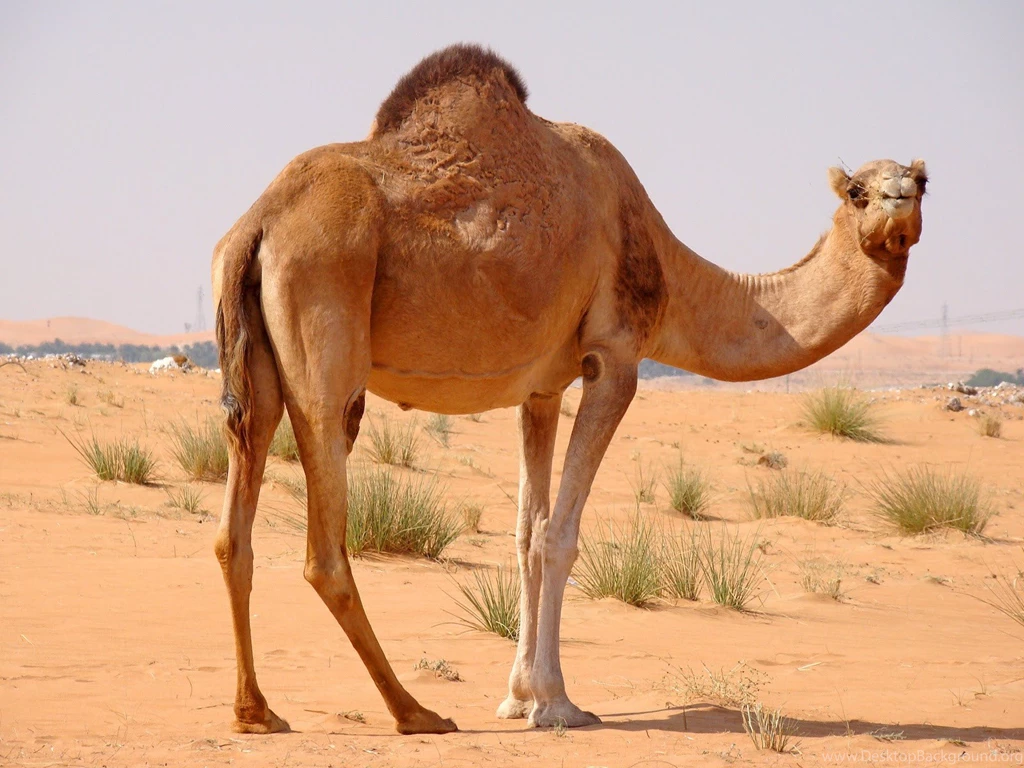 Camel Images