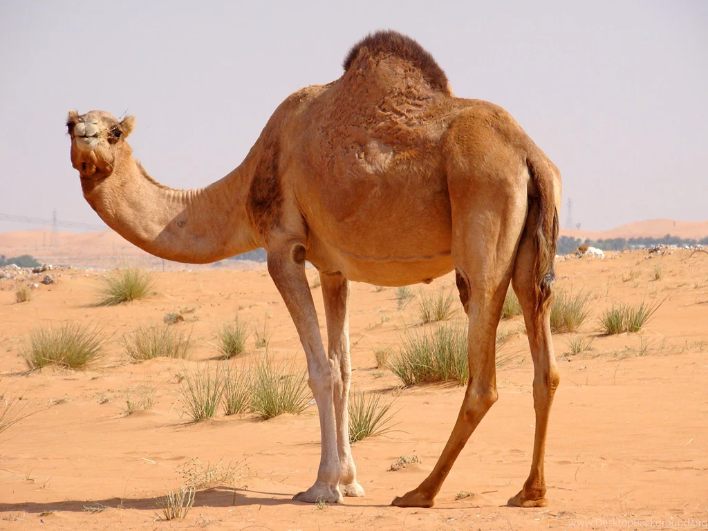 Camel Wallpapers Desktop