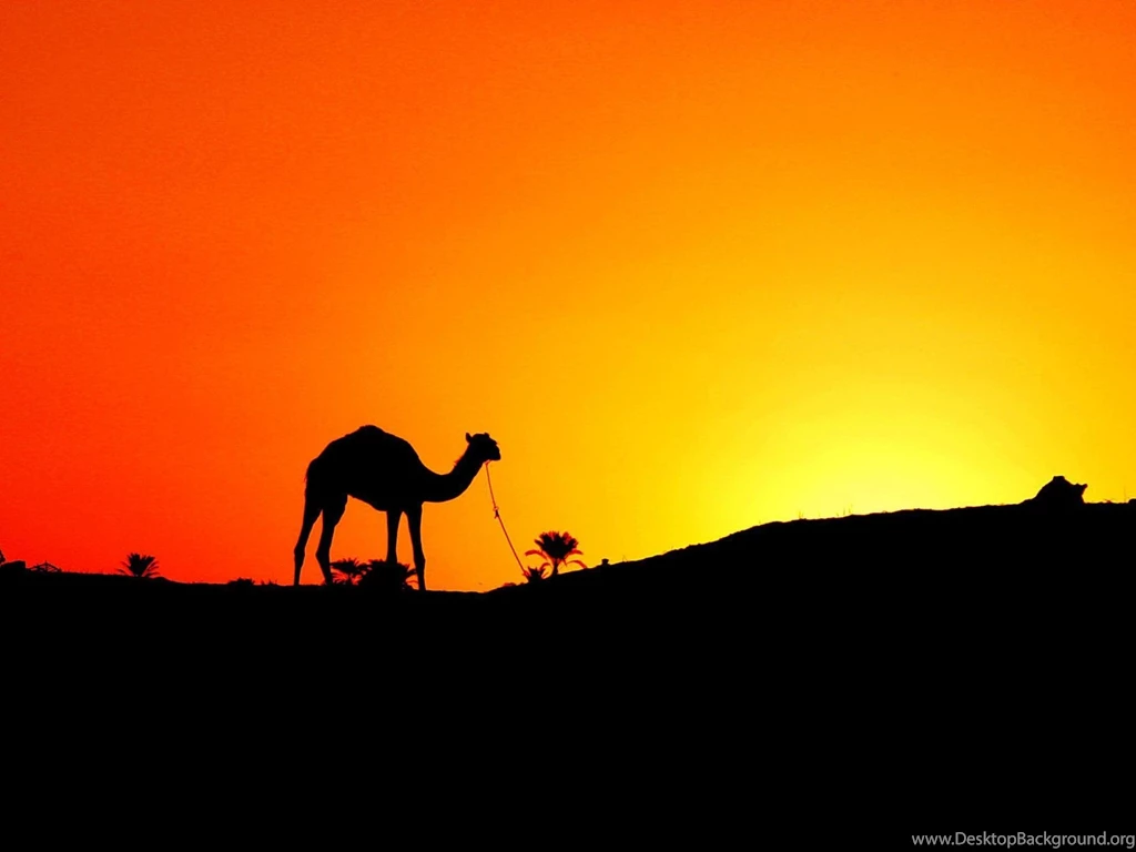 HQ Camel Wallpapers