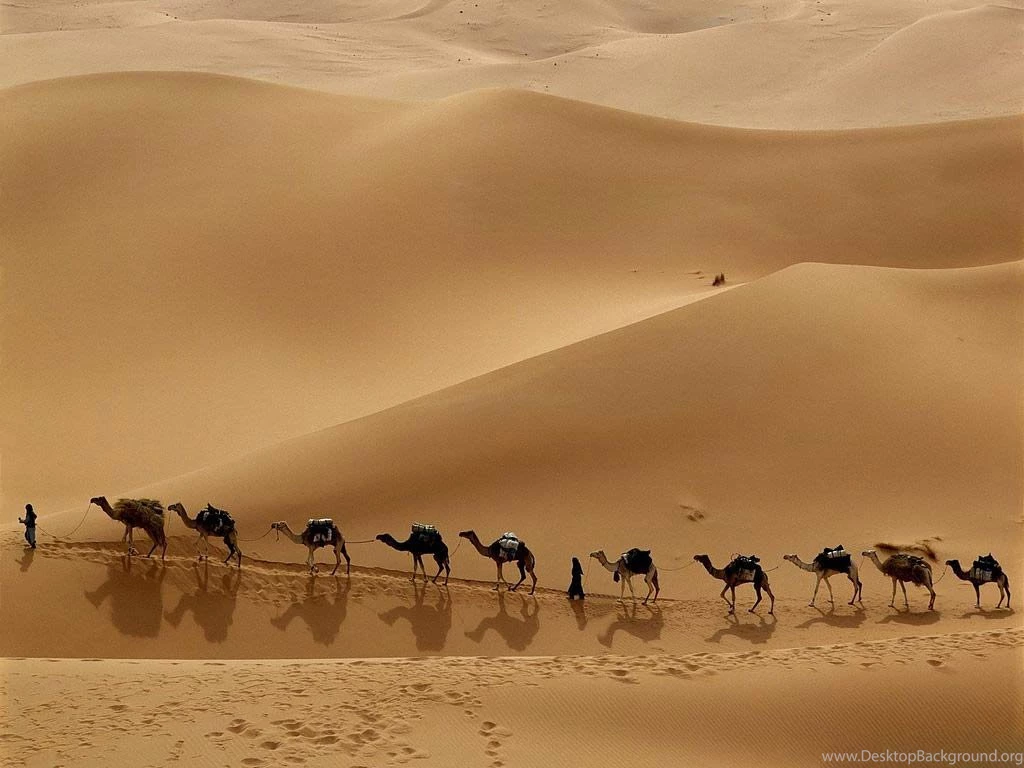 Camel Wallpapers Animals Town