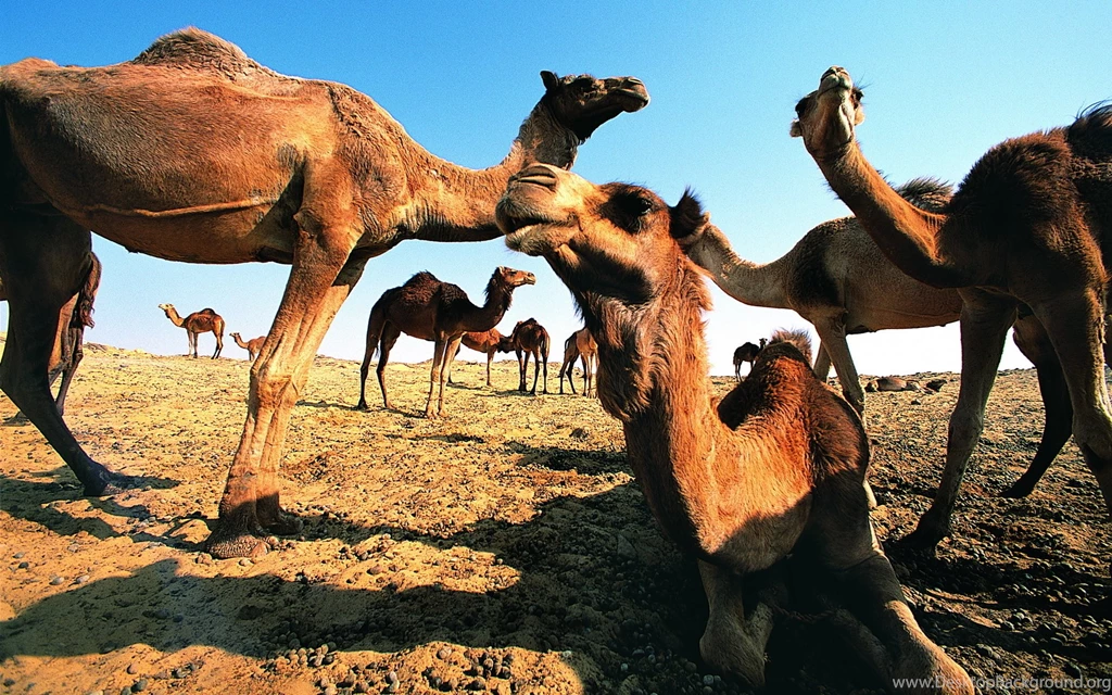 Camel Wallpapers HD