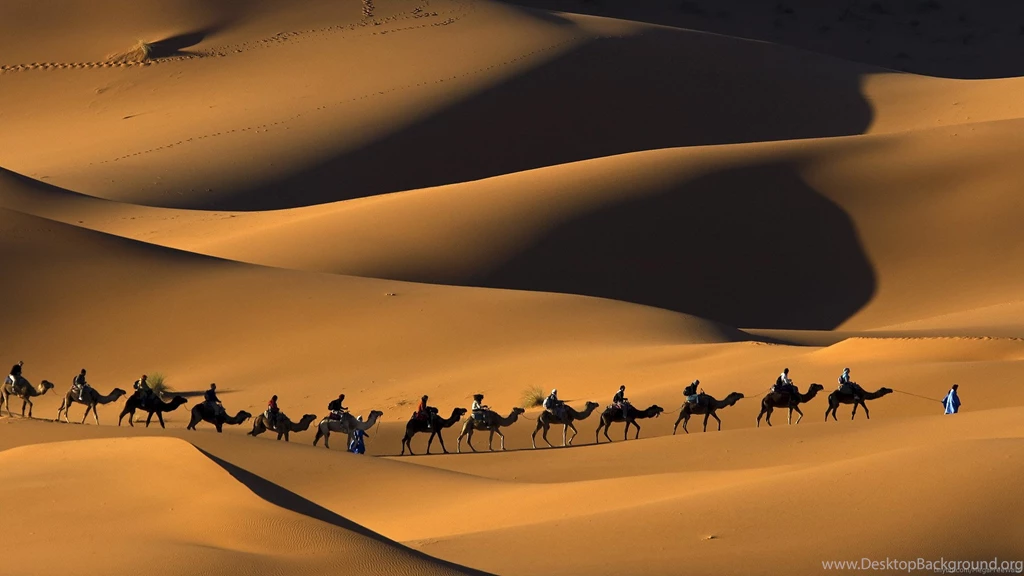 Index Of /scraper/data/alphacoders/Camel Wallpapers