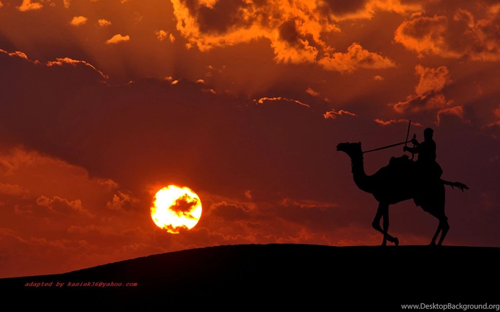 The Camel Rider Wallpapers And Images Wallpapers, Pictures, Photos