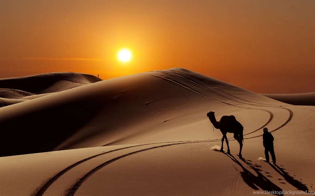 Camel Wallpapers