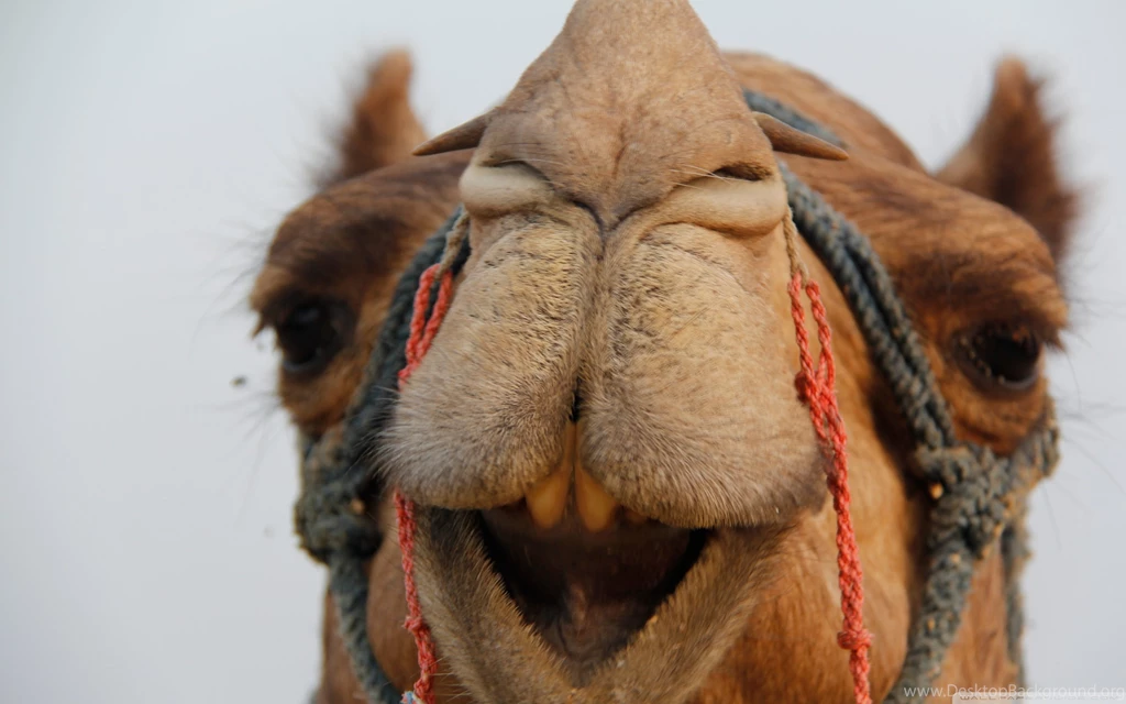 Camel HD Desktop Wallpapers : Widescreen : High Definition
