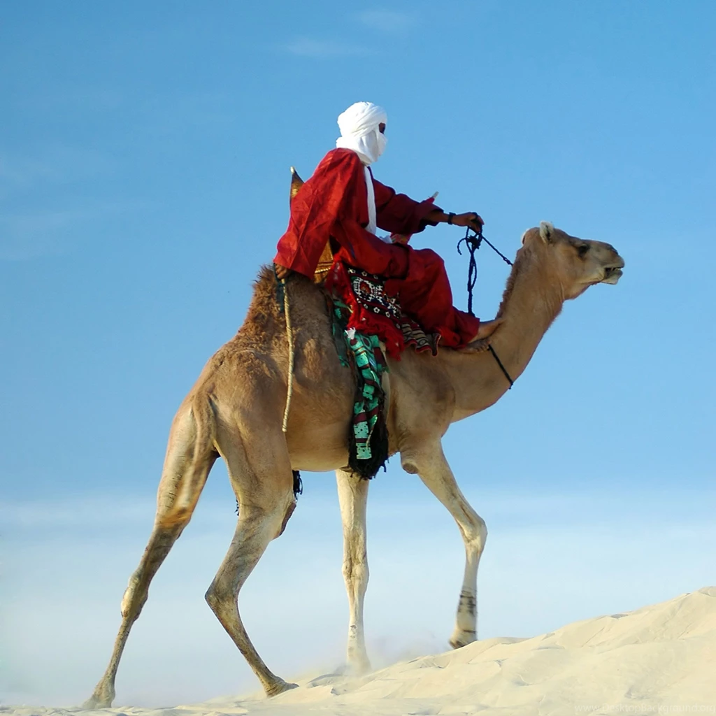 Camel Wallpapers HD