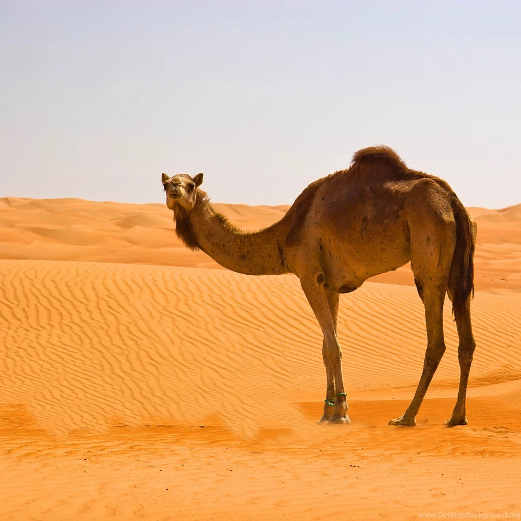 Camel HD Wallpapers