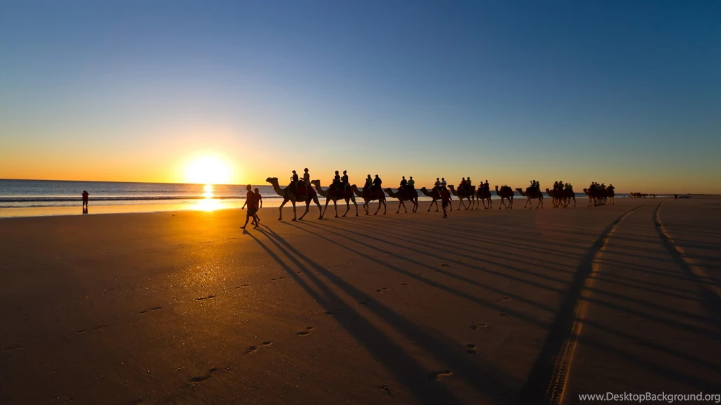 15 Camel Desktop Wallpapers