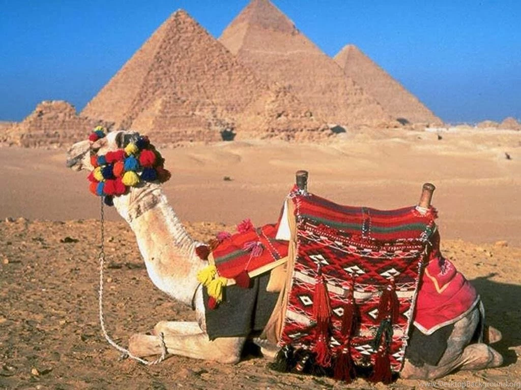 Camel HD Wallpapers HD Wallpapers Semua Wallpapers HD