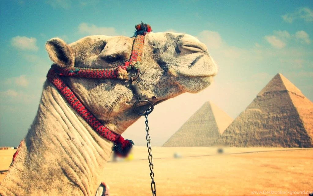 Camel Live Wallpapers Android Apps And Tests AndroidPIT