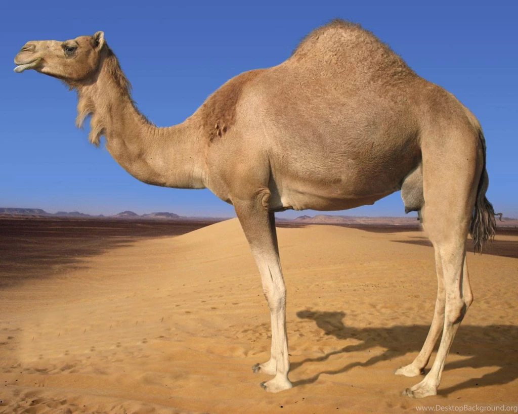 Camel In Desert Wallpapers For PC