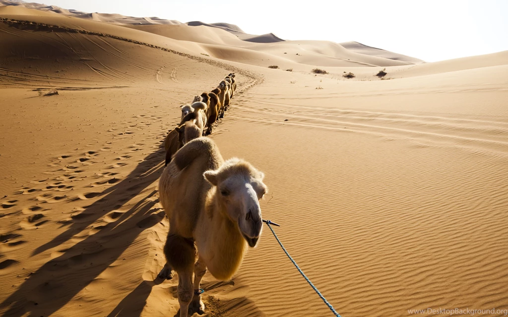Camel Wallpapers HD