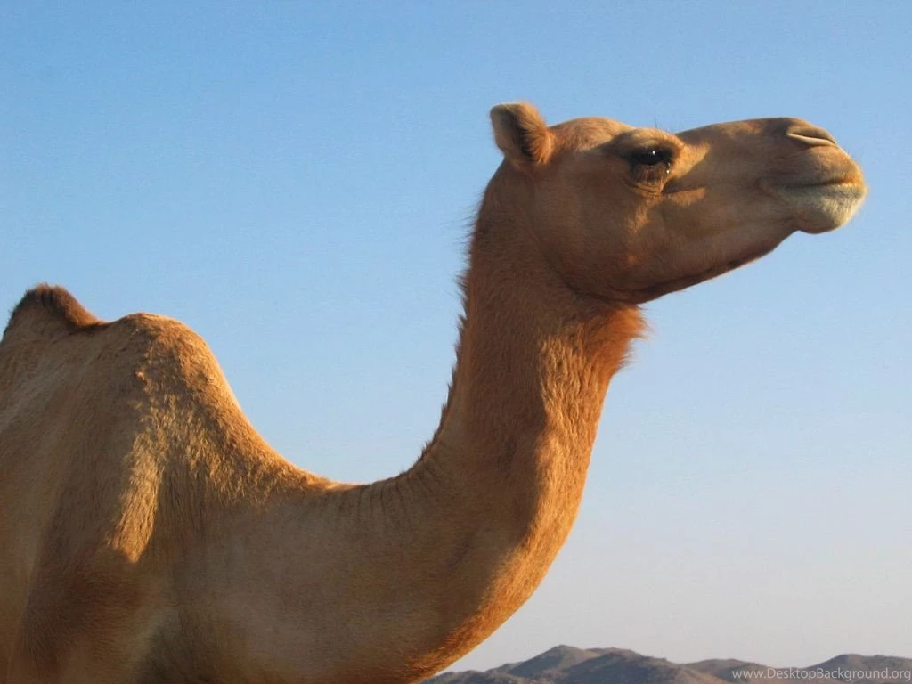 CAMEL, CAMEL Wallpaper, CAMEL Picture, CAMEL Photo Animal ...