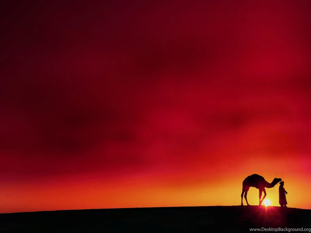Camel Wallpapers HD