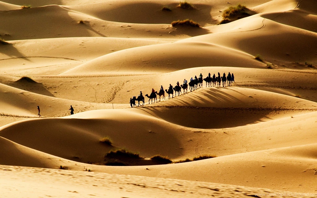 Camel Wallpapers