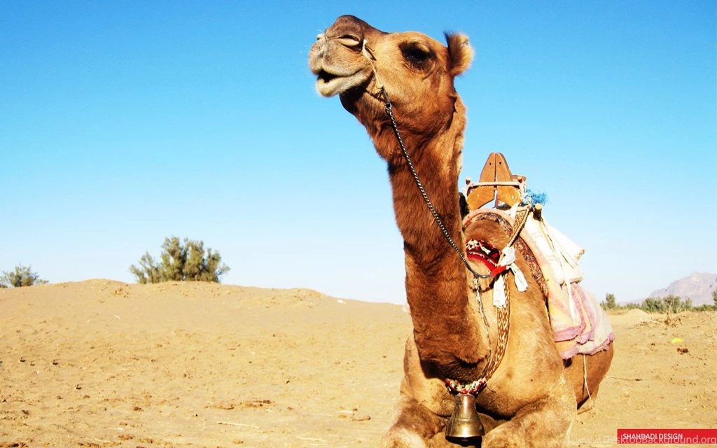 Camel, Desert, Animals HD Wallpapers