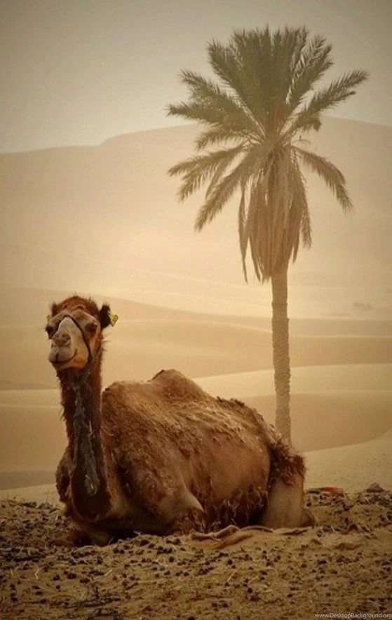 Camels On Pinterest