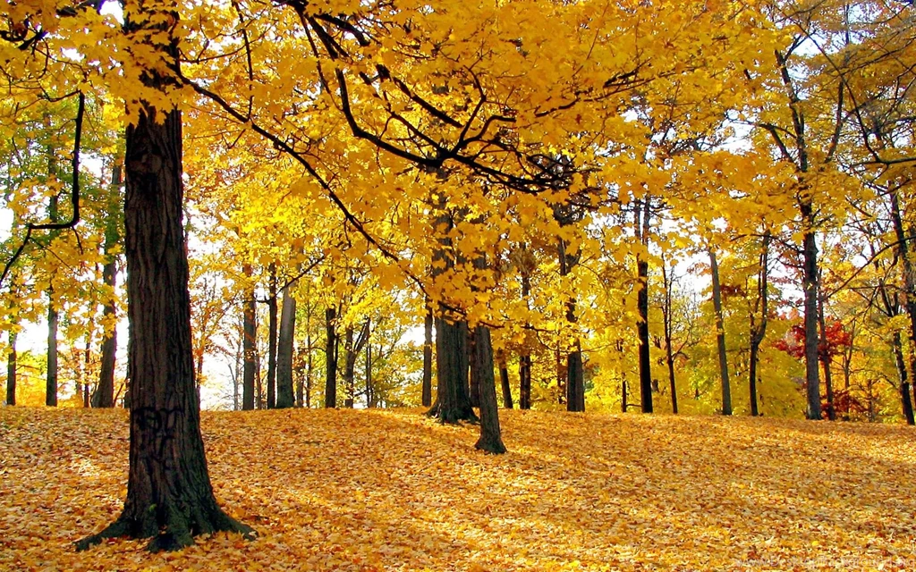 Beautiful Autumn Leaves Backgrounds Image Free Nature Hd Wallpapers ...