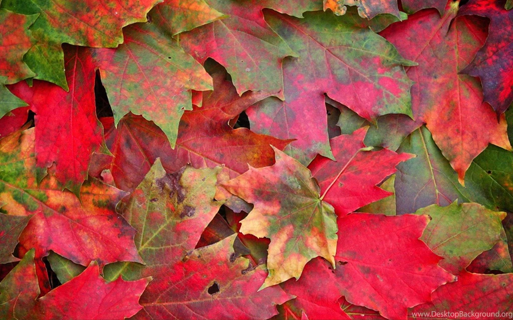Romantic And Beautiful Autumn Leaves Photography Wallpapers 3 ...